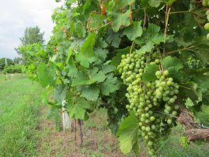 Grapes Plant