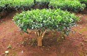 Tea Plant