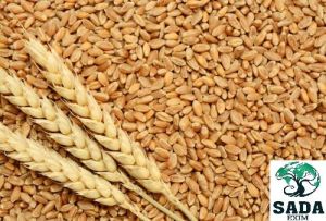 Sharbati Wheat