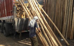 Nilgiri Bamboo Poles