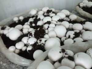 Mushrooms Spawn