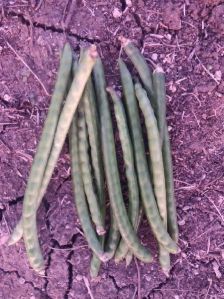 Cowpea Seeds