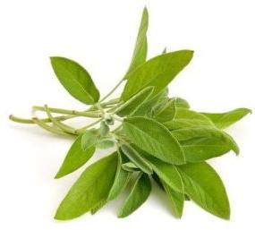 Sage Leaf Extract