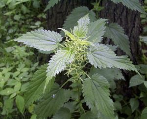 Stinging Nettle Extract