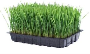 Wheatgrass Extract