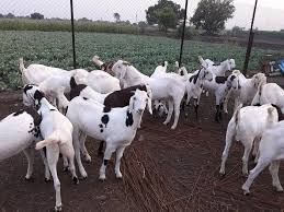 goat farming services