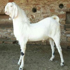 Live Sojat Goat