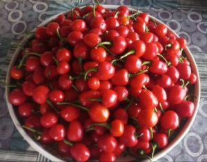 Dhalle khursani chilli