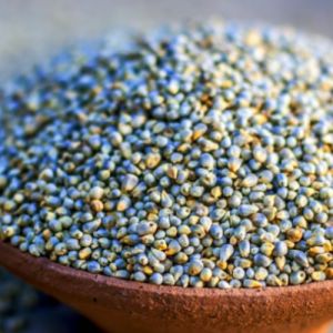 Bajra Seeds