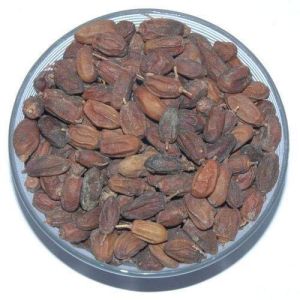 Neem Seeds