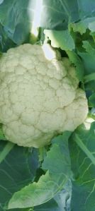 Cauliflower