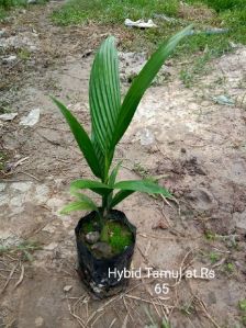 Tamul PLANTS