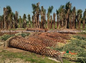 date palm trees