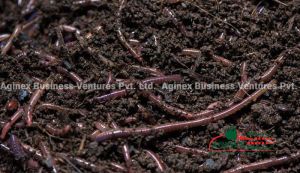 vermicompost