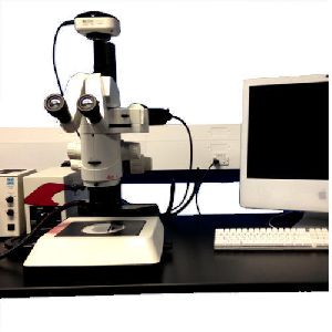 Fluorescence Stereo Microscope