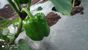 Green Capsicum