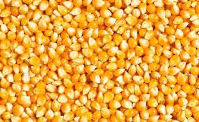 Maize