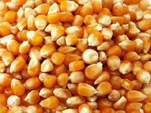 Yellow Corn Seeds