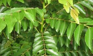 curry leaf extract