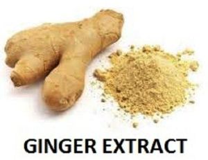 Ginger Extract - Zingiber Officinalis