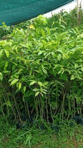 agarwood plants