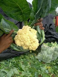 Doctor cauliflower