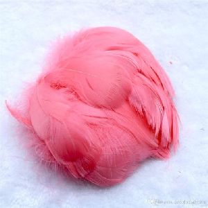 Light Pink Bird Feather