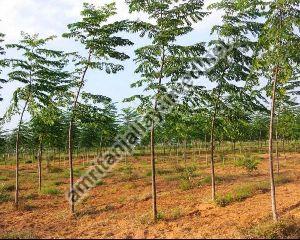 Malabar Neem Cultivation