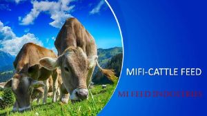 MIFI CATTLE FEED