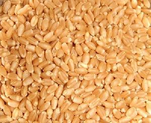 Sortex Quality Wheat
