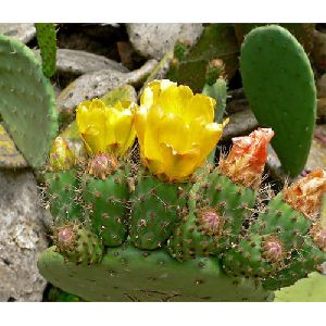 Prickly Pear Extract