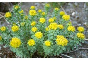 Rhodiola Rosea Extract