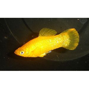 Golden Molly Fish