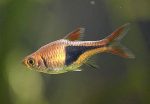 Harlequin Rasbora Fish