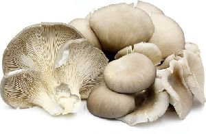 Oyster Mushroom