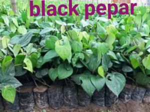 Black Pepper Plant