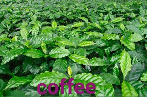 coffee plant