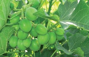 Jatropha Plant