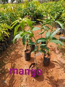 Mango Plant