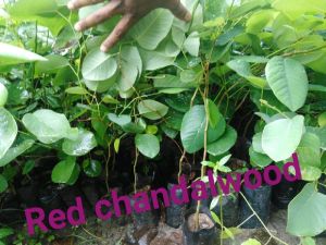 Red Sandalwood Plant