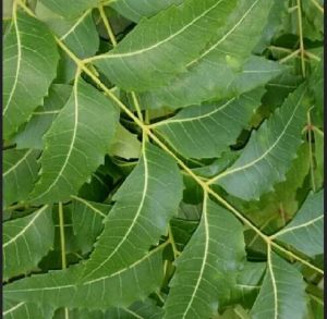 Neem Leaves