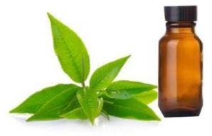 Green Tea CP Stable Fragrance Oil