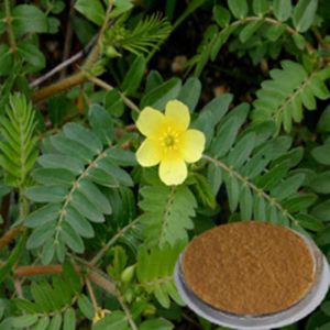 Tribulus Extract