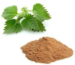 nettle extract