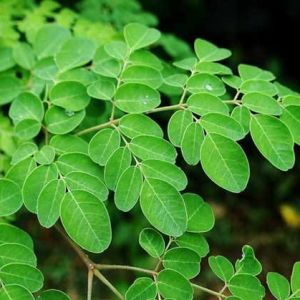 Moringa Leaves