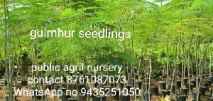 Gulmohar Plant