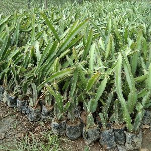 Red Dragon Fruit Plant