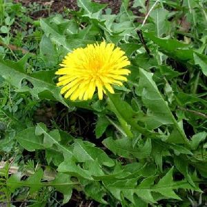 Dandelion Extract