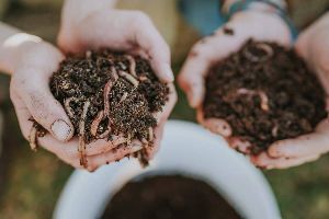 Vermiculture Earthworms