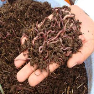 Enriched Vermicompost Manure